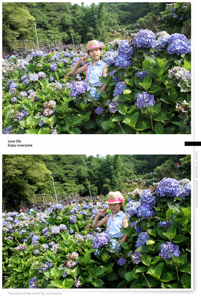 陽明山:水車寮步道│繡球花團的繽紛世界 - 第28張圖 陽明山:水車寮步道│繡球花團的繽紛世界