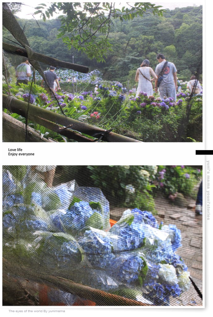 陽明山:水車寮步道│繡球花團的繽紛世界 - 第16張圖 陽明山:水車寮步道│繡球花團的繽紛世界