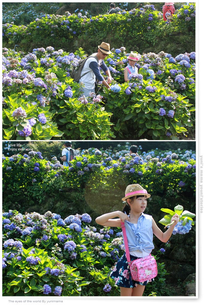 陽明山:水車寮步道│繡球花團的繽紛世界 - 第37張圖 陽明山:水車寮步道│繡球花團的繽紛世界