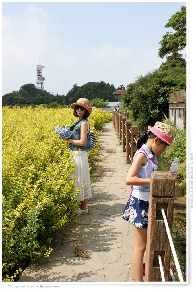陽明山:水車寮步道│繡球花團的繽紛世界 - 第72張圖 陽明山:水車寮步道│繡球花團的繽紛世界