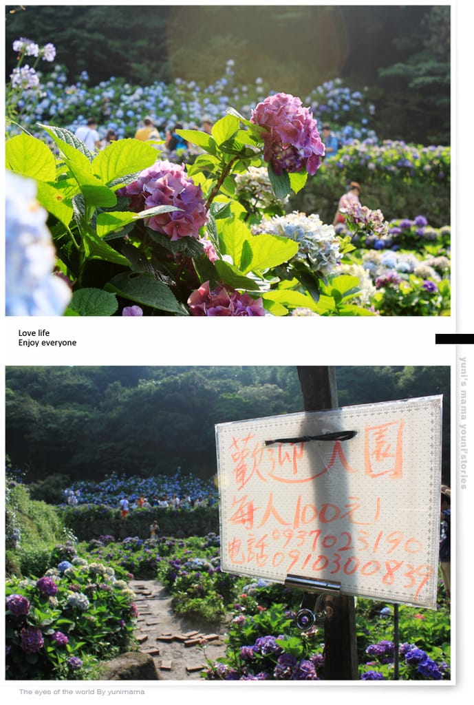 陽明山:水車寮步道│繡球花團的繽紛世界 - 第19張圖 陽明山:水車寮步道│繡球花團的繽紛世界