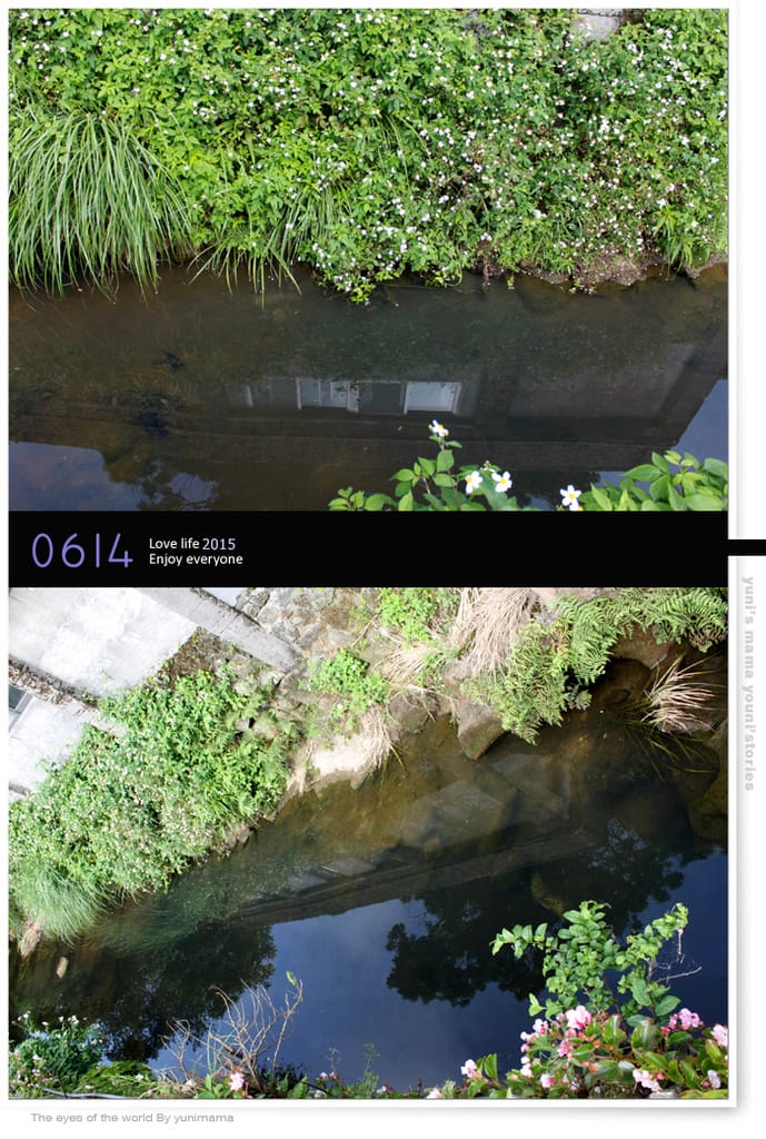 陽明山:水車寮步道│繡球花團的繽紛世界 - 第14張圖 陽明山:水車寮步道│繡球花團的繽紛世界