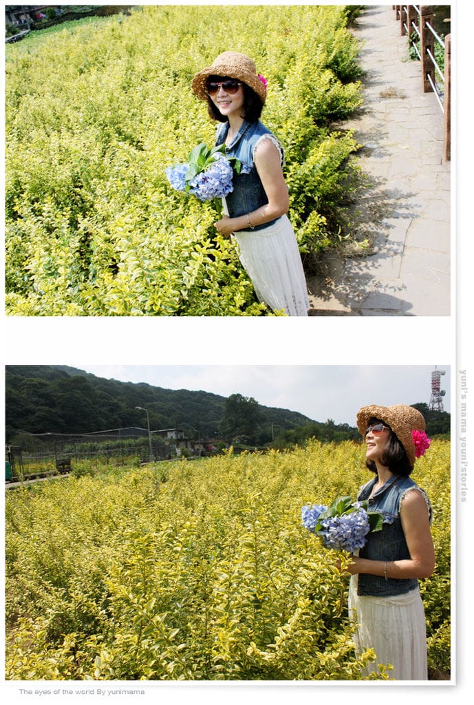 陽明山:水車寮步道│繡球花團的繽紛世界 - 第73張圖 陽明山:水車寮步道│繡球花團的繽紛世界