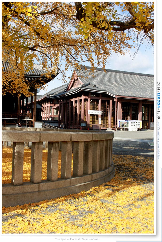 【婗媽看世界】D4:西本願寺│金黃耀眼的銀杏~溫暖了大小殿堂。 - 第9張圖 【婗媽看世界】D4:西本願寺│金黃耀眼的銀杏~溫暖了大小殿堂。