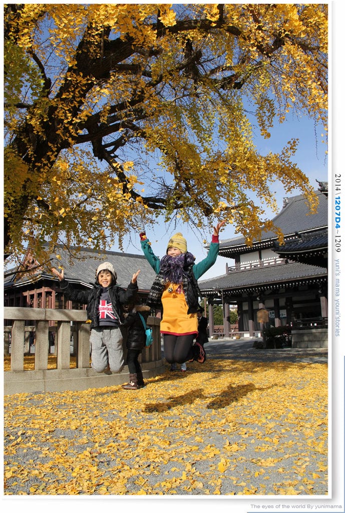 【婗媽看世界】D4:西本願寺│金黃耀眼的銀杏~溫暖了大小殿堂。 - 第38張圖 【婗媽看世界】D4:西本願寺│金黃耀眼的銀杏~溫暖了大小殿堂。