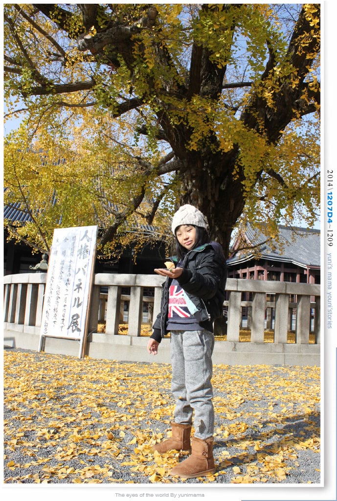【婗媽看世界】D4:西本願寺│金黃耀眼的銀杏~溫暖了大小殿堂。 - 第21張圖 【婗媽看世界】D4:西本願寺│金黃耀眼的銀杏~溫暖了大小殿堂。