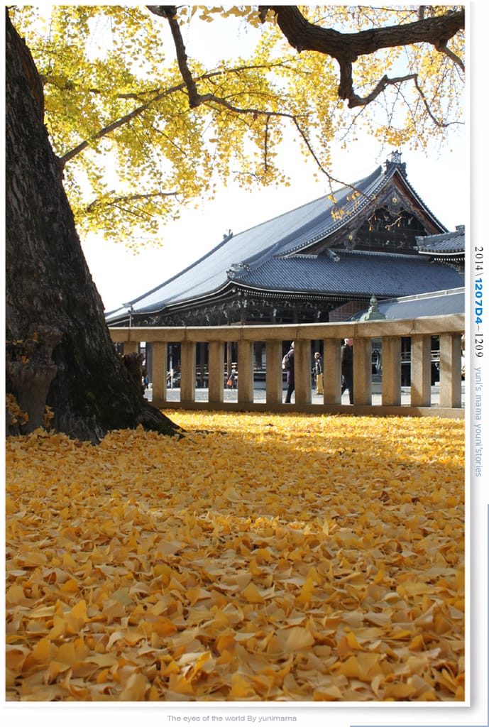 【婗媽看世界】D4:西本願寺│金黃耀眼的銀杏~溫暖了大小殿堂。 - 第18張圖 【婗媽看世界】D4:西本願寺│金黃耀眼的銀杏~溫暖了大小殿堂。