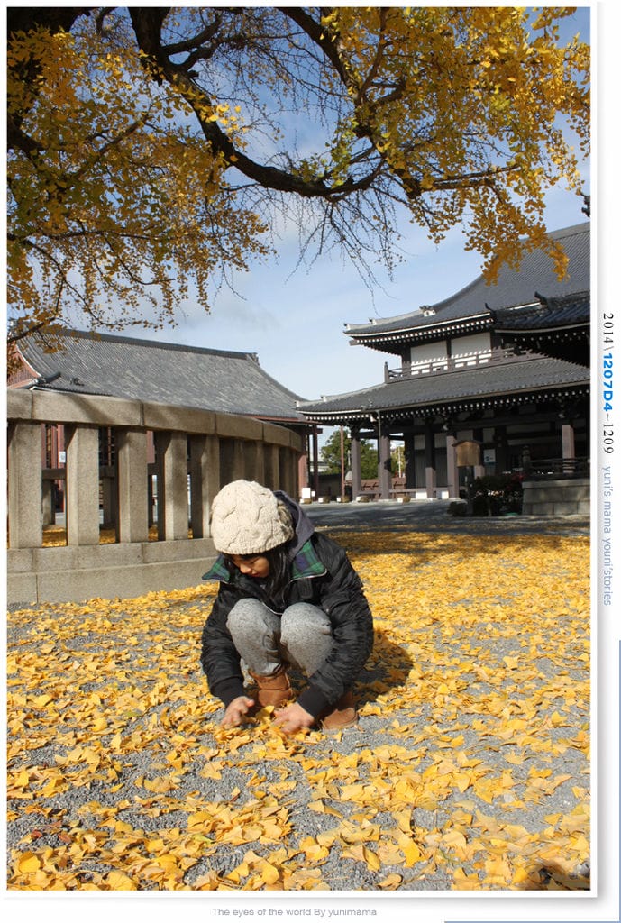 【婗媽看世界】D4:西本願寺│金黃耀眼的銀杏~溫暖了大小殿堂。 - 第12張圖 【婗媽看世界】D4:西本願寺│金黃耀眼的銀杏~溫暖了大小殿堂。