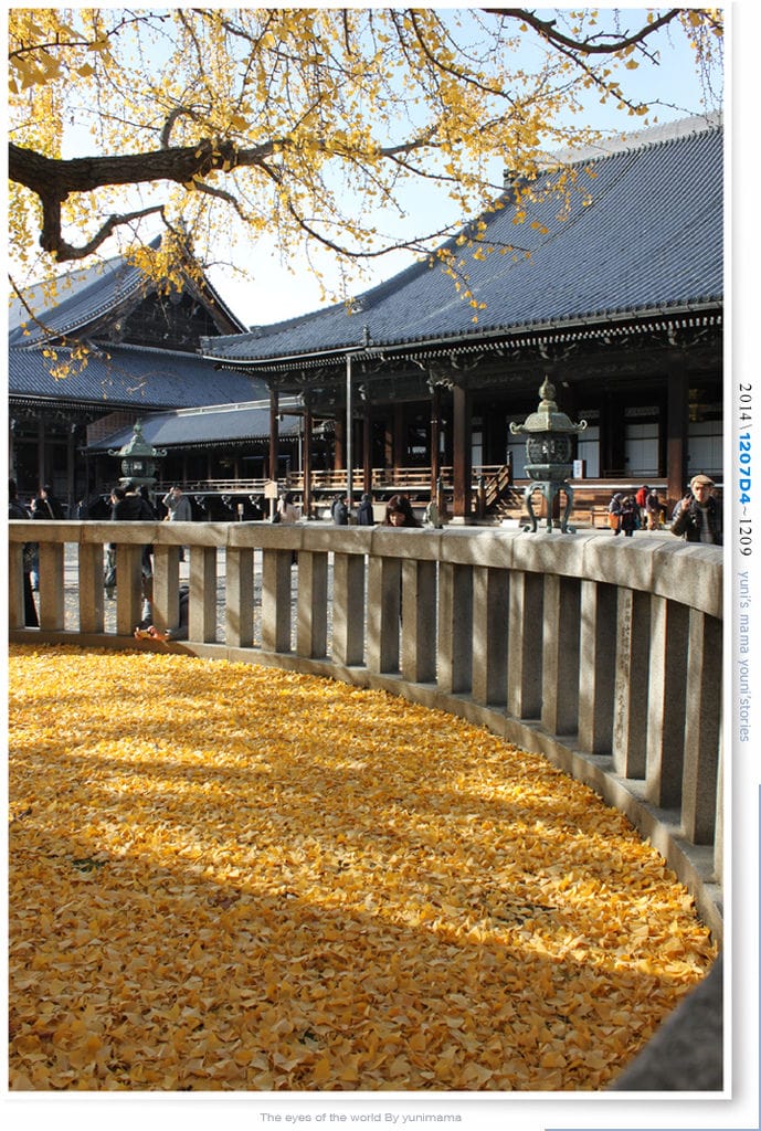 【婗媽看世界】D4:西本願寺│金黃耀眼的銀杏~溫暖了大小殿堂。 - 第20張圖 【婗媽看世界】D4:西本願寺│金黃耀眼的銀杏~溫暖了大小殿堂。
