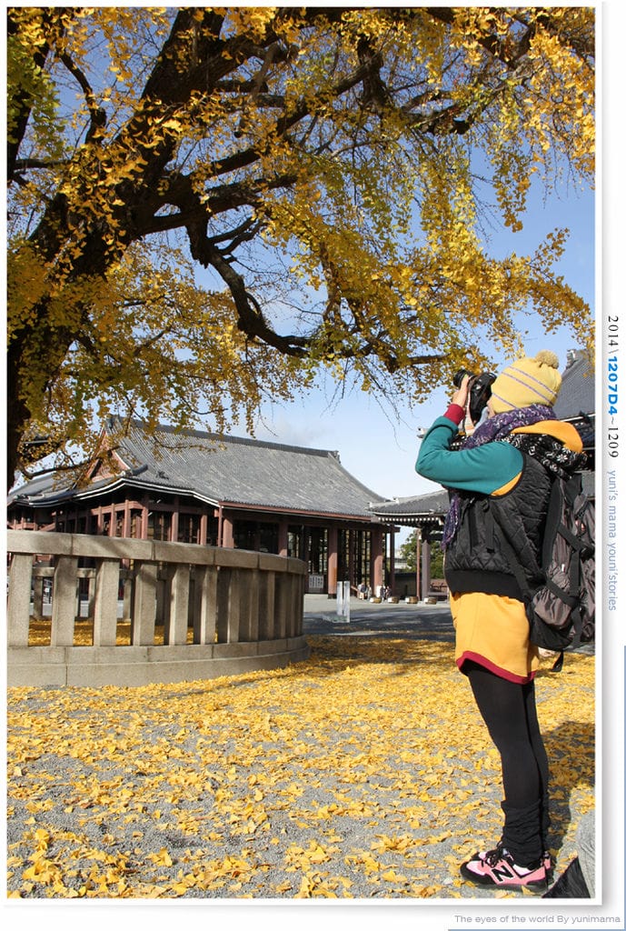 【婗媽看世界】D4:西本願寺│金黃耀眼的銀杏~溫暖了大小殿堂。 - 第40張圖 【婗媽看世界】D4:西本願寺│金黃耀眼的銀杏~溫暖了大小殿堂。