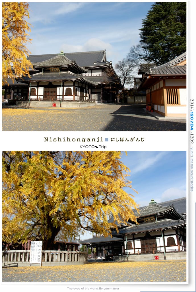 【婗媽看世界】D4:西本願寺│金黃耀眼的銀杏~溫暖了大小殿堂。 - 第4張圖 【婗媽看世界】D4:西本願寺│金黃耀眼的銀杏~溫暖了大小殿堂。