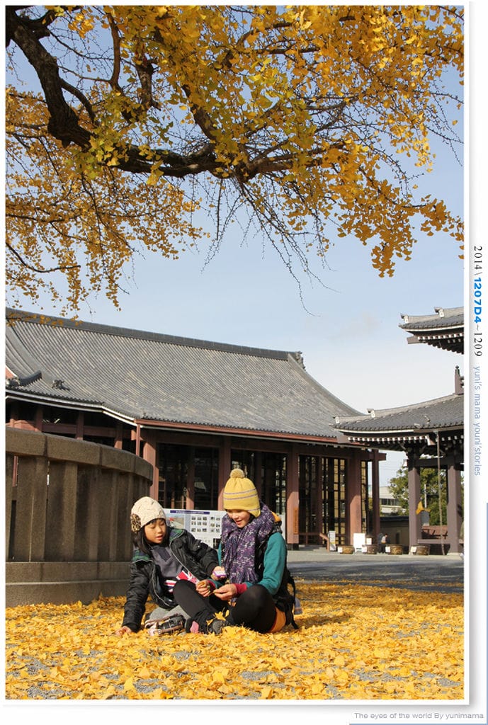 【婗媽看世界】D4:西本願寺│金黃耀眼的銀杏~溫暖了大小殿堂。 - 第43張圖 【婗媽看世界】D4:西本願寺│金黃耀眼的銀杏~溫暖了大小殿堂。