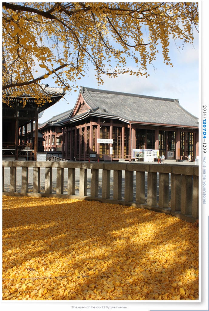 【婗媽看世界】D4:西本願寺│金黃耀眼的銀杏~溫暖了大小殿堂。 - 第8張圖 【婗媽看世界】D4:西本願寺│金黃耀眼的銀杏~溫暖了大小殿堂。