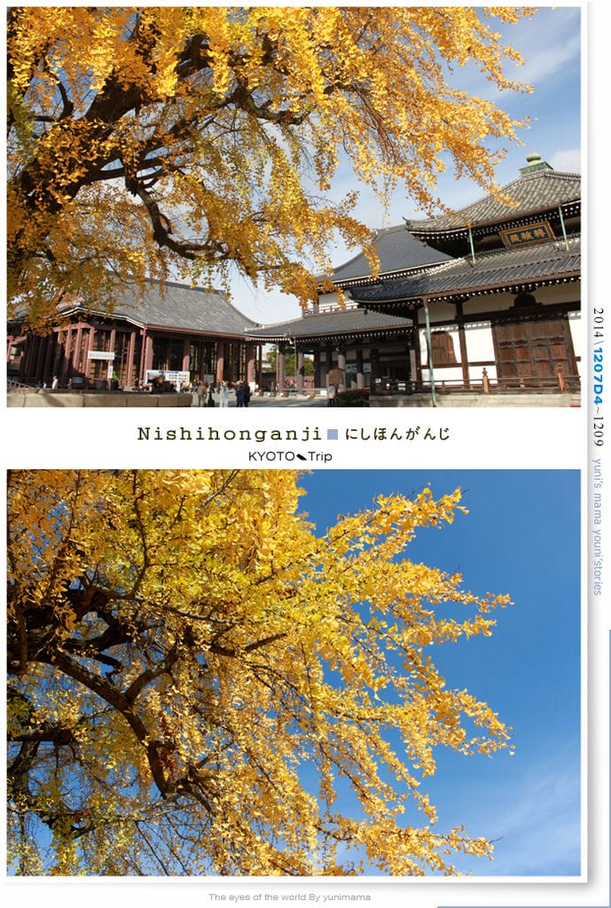 【婗媽看世界】D4:西本願寺│金黃耀眼的銀杏~溫暖了大小殿堂。 - 第5張圖 【婗媽看世界】D4:西本願寺│金黃耀眼的銀杏~溫暖了大小殿堂。
