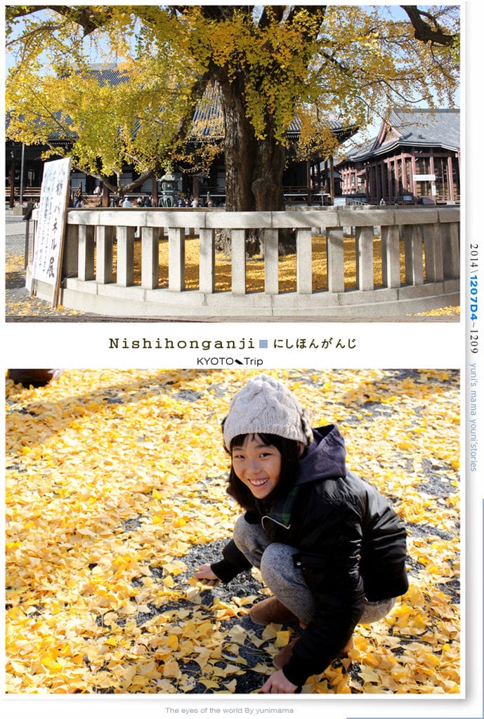 【婗媽看世界】D4:西本願寺│金黃耀眼的銀杏~溫暖了大小殿堂。 - 第16張圖 【婗媽看世界】D4:西本願寺│金黃耀眼的銀杏~溫暖了大小殿堂。