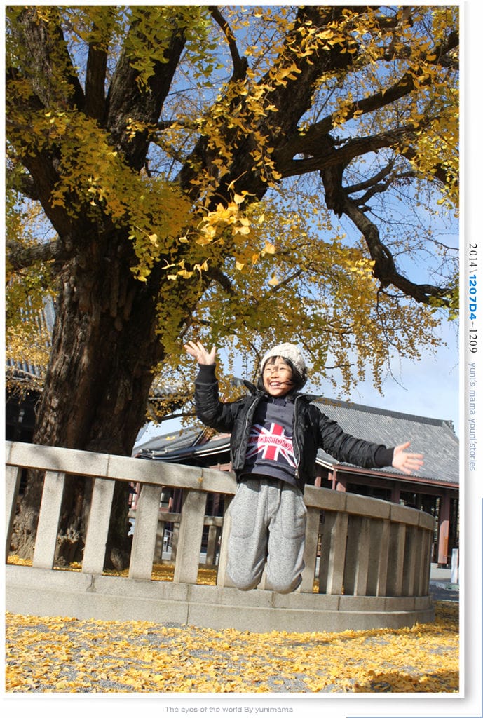 【婗媽看世界】D4:西本願寺│金黃耀眼的銀杏~溫暖了大小殿堂。 - 第13張圖 【婗媽看世界】D4:西本願寺│金黃耀眼的銀杏~溫暖了大小殿堂。