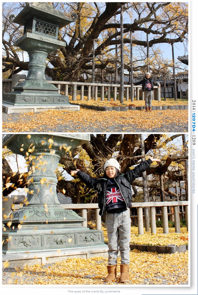 【婗媽看世界】D4:西本願寺│金黃耀眼的銀杏~溫暖了大小殿堂。 - 第33張圖 【婗媽看世界】D4:西本願寺│金黃耀眼的銀杏~溫暖了大小殿堂。