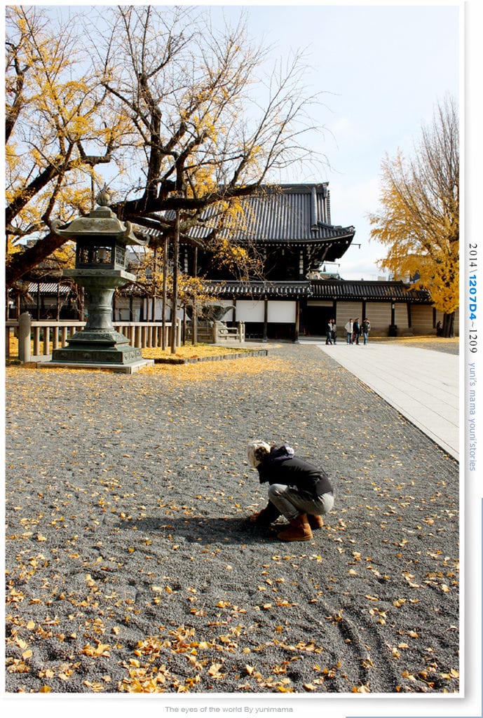【婗媽看世界】D4:西本願寺│金黃耀眼的銀杏~溫暖了大小殿堂。 - 第29張圖 【婗媽看世界】D4:西本願寺│金黃耀眼的銀杏~溫暖了大小殿堂。