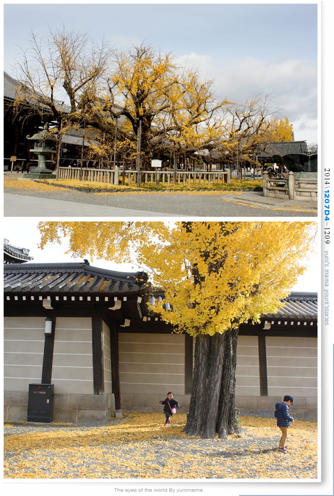【婗媽看世界】D4:西本願寺│金黃耀眼的銀杏~溫暖了大小殿堂。 - 第31張圖 【婗媽看世界】D4:西本願寺│金黃耀眼的銀杏~溫暖了大小殿堂。