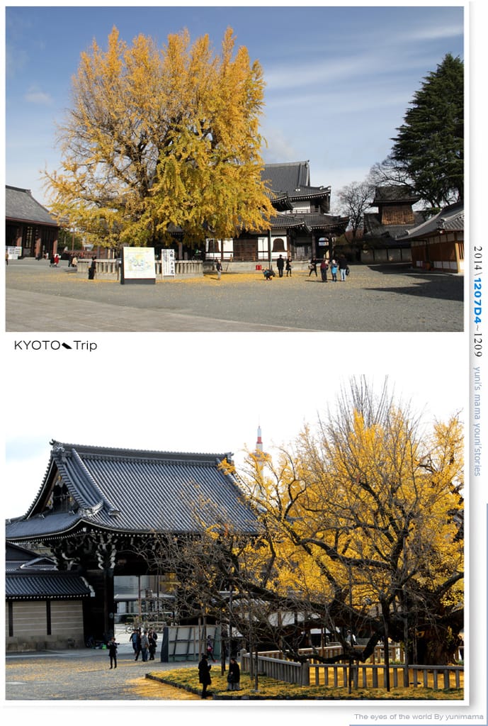 【婗媽看世界】D4:西本願寺│金黃耀眼的銀杏~溫暖了大小殿堂。 - 第35張圖 【婗媽看世界】D4:西本願寺│金黃耀眼的銀杏~溫暖了大小殿堂。