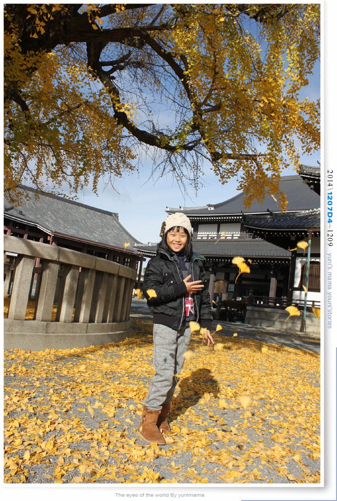 【婗媽看世界】D4:西本願寺│金黃耀眼的銀杏~溫暖了大小殿堂。 - 第11張圖 【婗媽看世界】D4:西本願寺│金黃耀眼的銀杏~溫暖了大小殿堂。