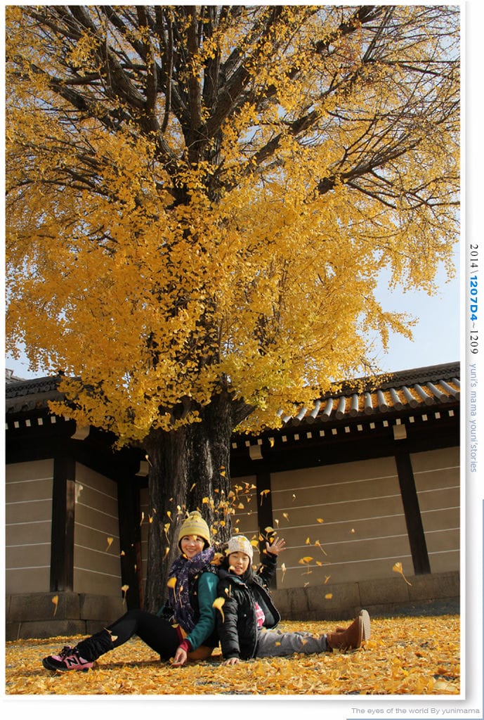 【婗媽看世界】D4:西本願寺│金黃耀眼的銀杏~溫暖了大小殿堂。 - 第46張圖 【婗媽看世界】D4:西本願寺│金黃耀眼的銀杏~溫暖了大小殿堂。