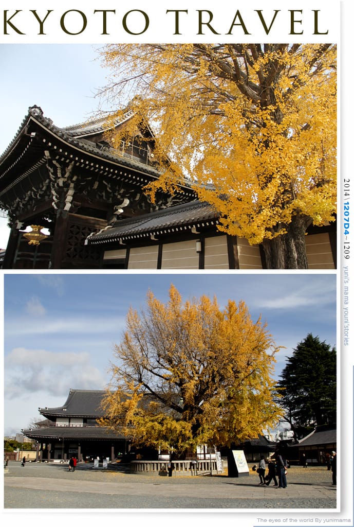 【婗媽看世界】D4:西本願寺│金黃耀眼的銀杏~溫暖了大小殿堂。 - 第34張圖 【婗媽看世界】D4:西本願寺│金黃耀眼的銀杏~溫暖了大小殿堂。