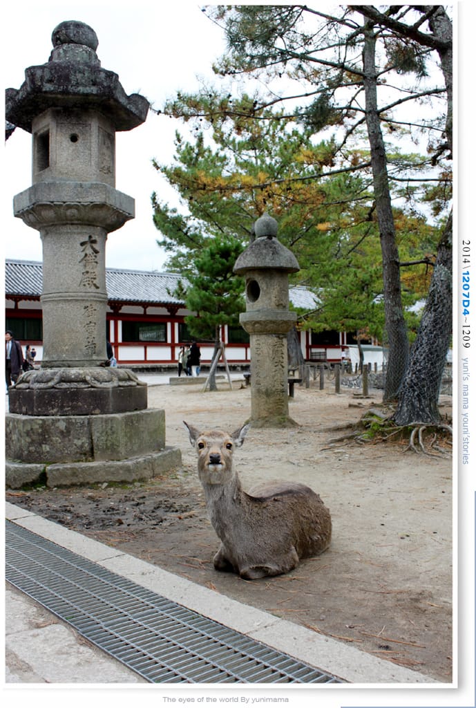 【婗媽看世界】D4：東大寺│彷彿進入驚聲尖叫片場的鹿世界~奈良