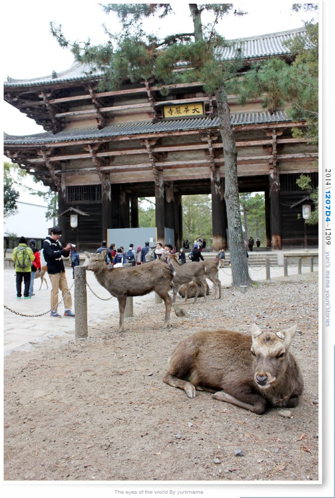 【婗媽看世界】D4：東大寺│彷彿進入驚聲尖叫片場的鹿世界~奈良