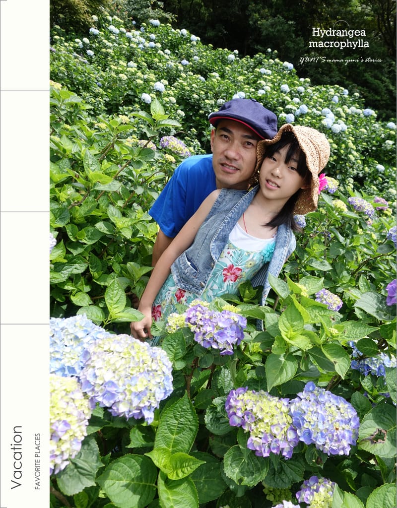 繡球花季:陽明山│水車寮步道 - 第31張圖 繡球花季:陽明山│水車寮步道