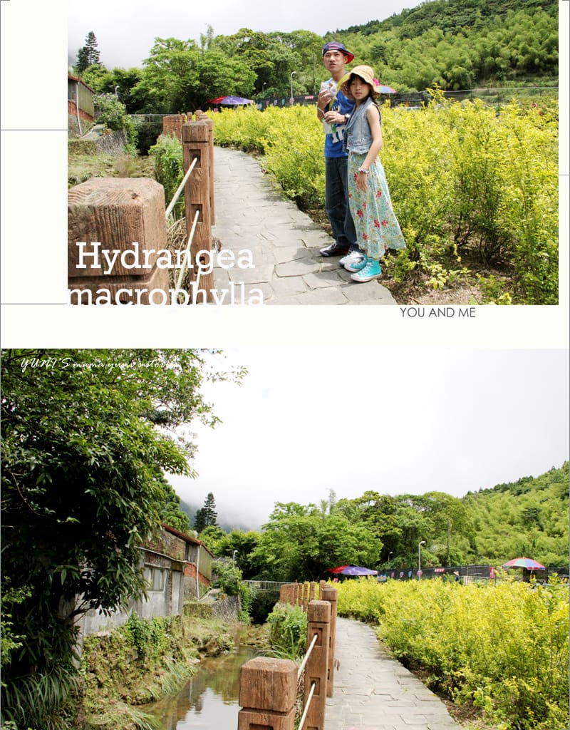 繡球花季:陽明山│水車寮步道 - 第3張圖 繡球花季:陽明山│水車寮步道