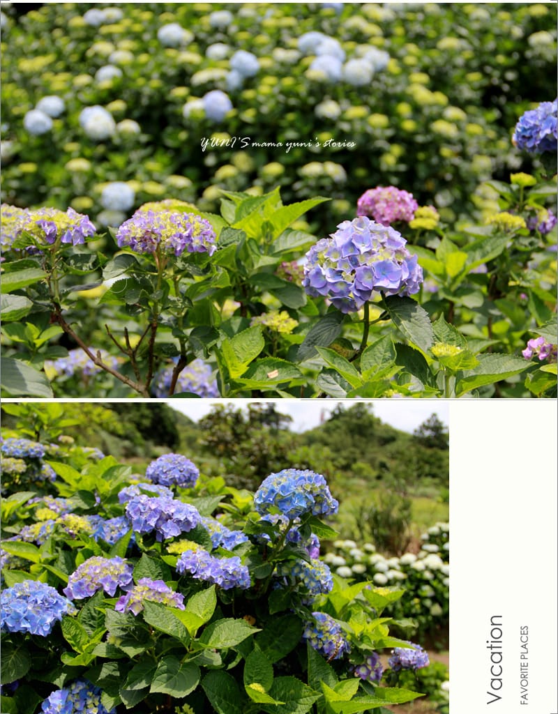 繡球花季:陽明山│水車寮步道 - 第18張圖 繡球花季:陽明山│水車寮步道