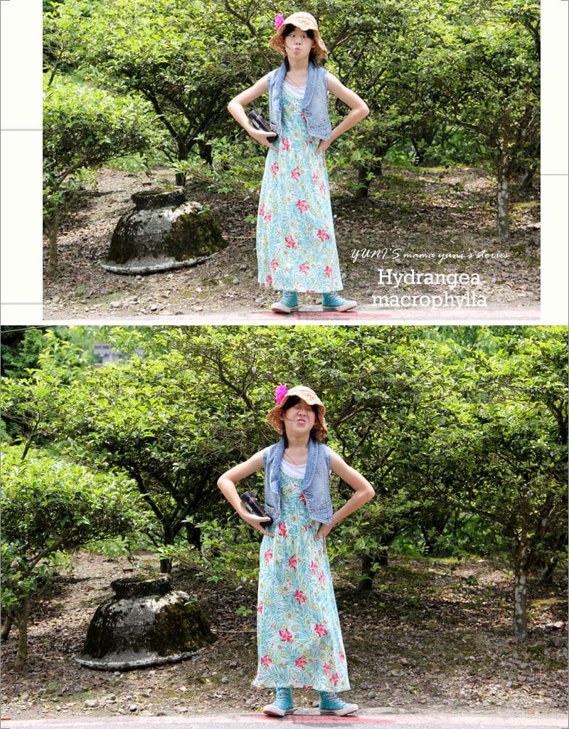 繡球花季:陽明山│水車寮步道 - 第46張圖 繡球花季:陽明山│水車寮步道