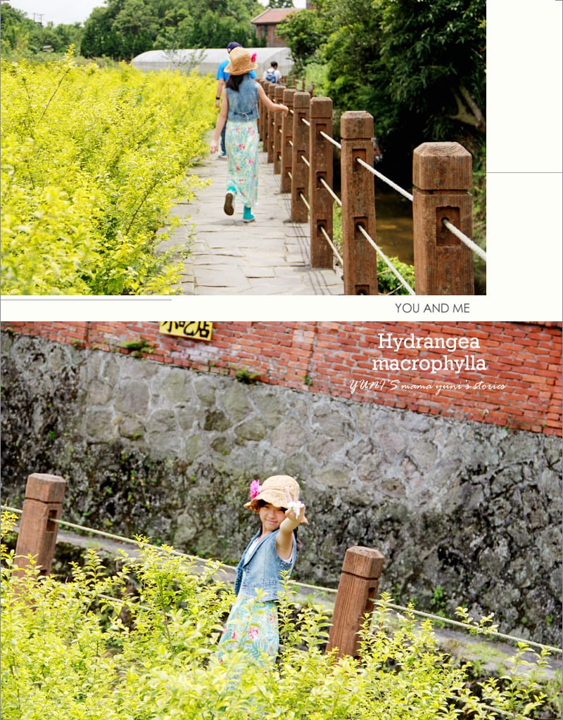 繡球花季:陽明山│水車寮步道 - 第48張圖 繡球花季:陽明山│水車寮步道