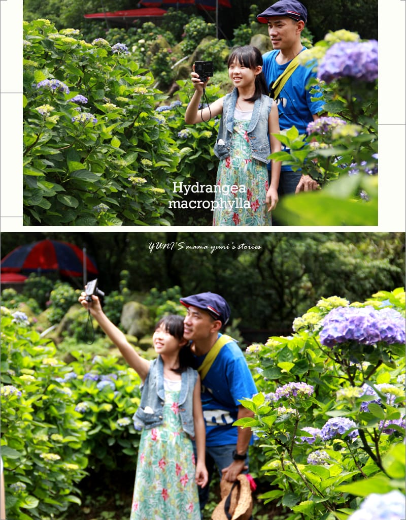 繡球花季:陽明山│水車寮步道 - 第25張圖 繡球花季:陽明山│水車寮步道