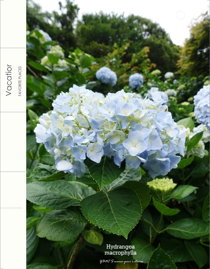 繡球花季:陽明山│水車寮步道 - 第28張圖 繡球花季:陽明山│水車寮步道
