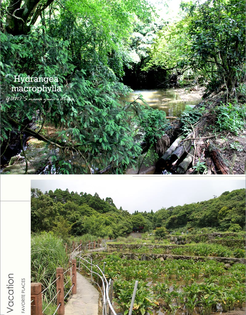 繡球花季:陽明山│水車寮步道 - 第11張圖 繡球花季:陽明山│水車寮步道