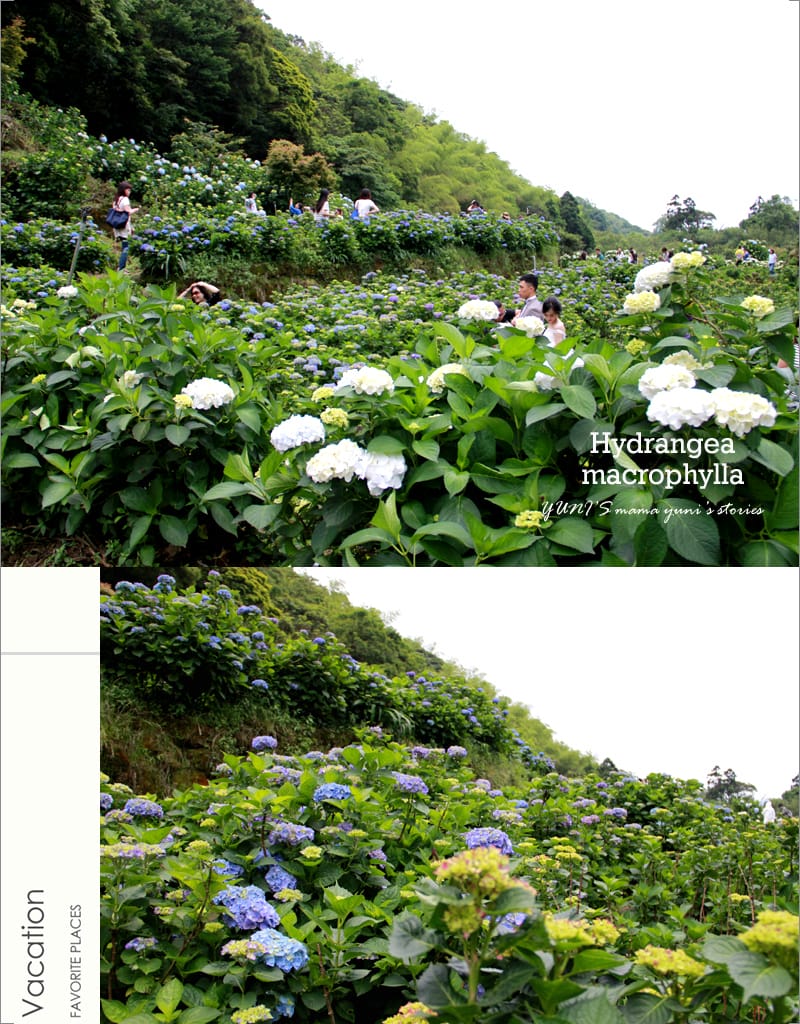 繡球花季:陽明山│水車寮步道 - 第38張圖 繡球花季:陽明山│水車寮步道