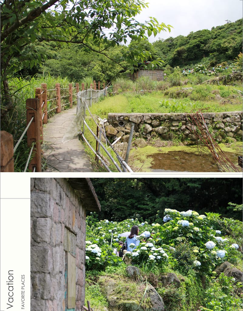 繡球花季:陽明山│水車寮步道 - 第12張圖 繡球花季:陽明山│水車寮步道