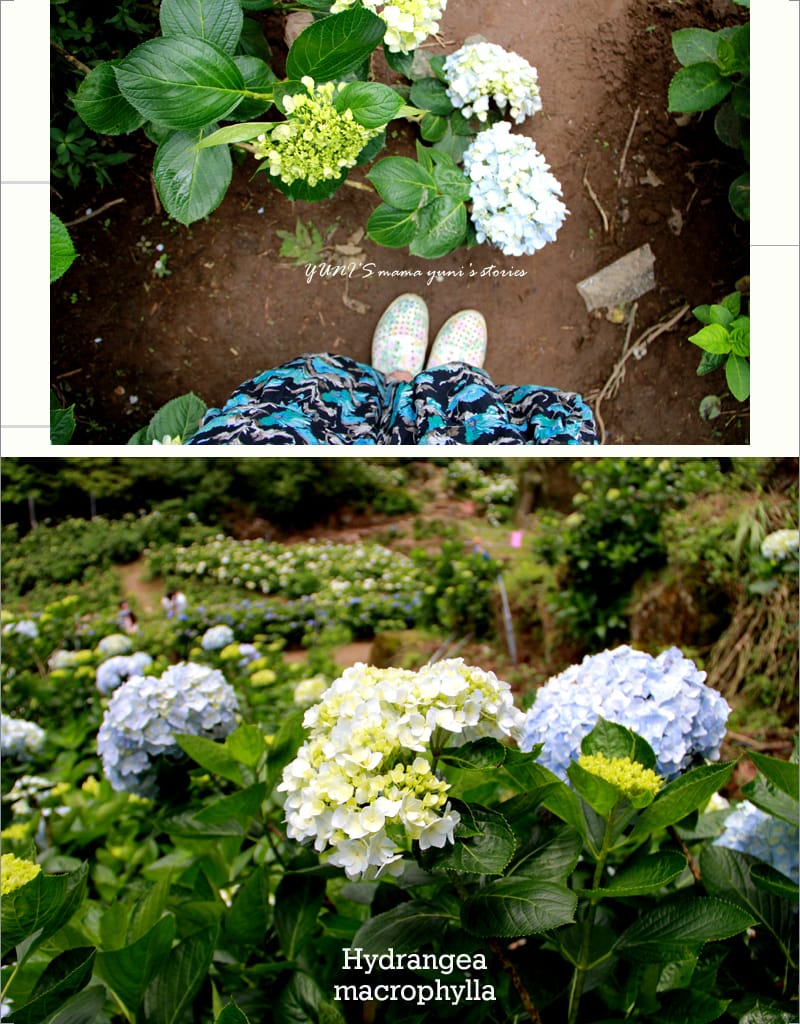 繡球花季:陽明山│水車寮步道 - 第34張圖 繡球花季:陽明山│水車寮步道