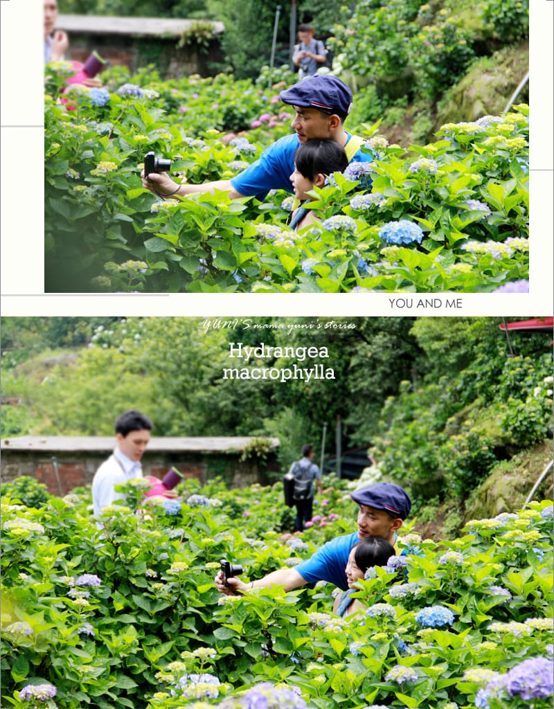 繡球花季:陽明山│水車寮步道 - 第35張圖 繡球花季:陽明山│水車寮步道