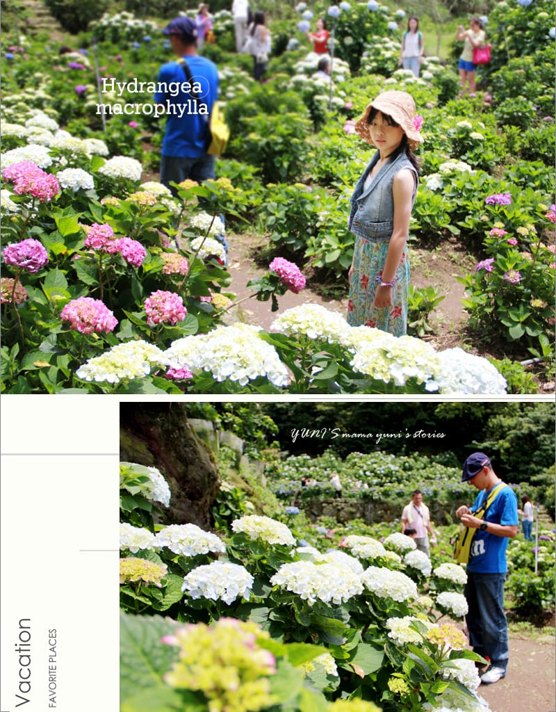 繡球花季:陽明山│水車寮步道 - 第14張圖 繡球花季:陽明山│水車寮步道
