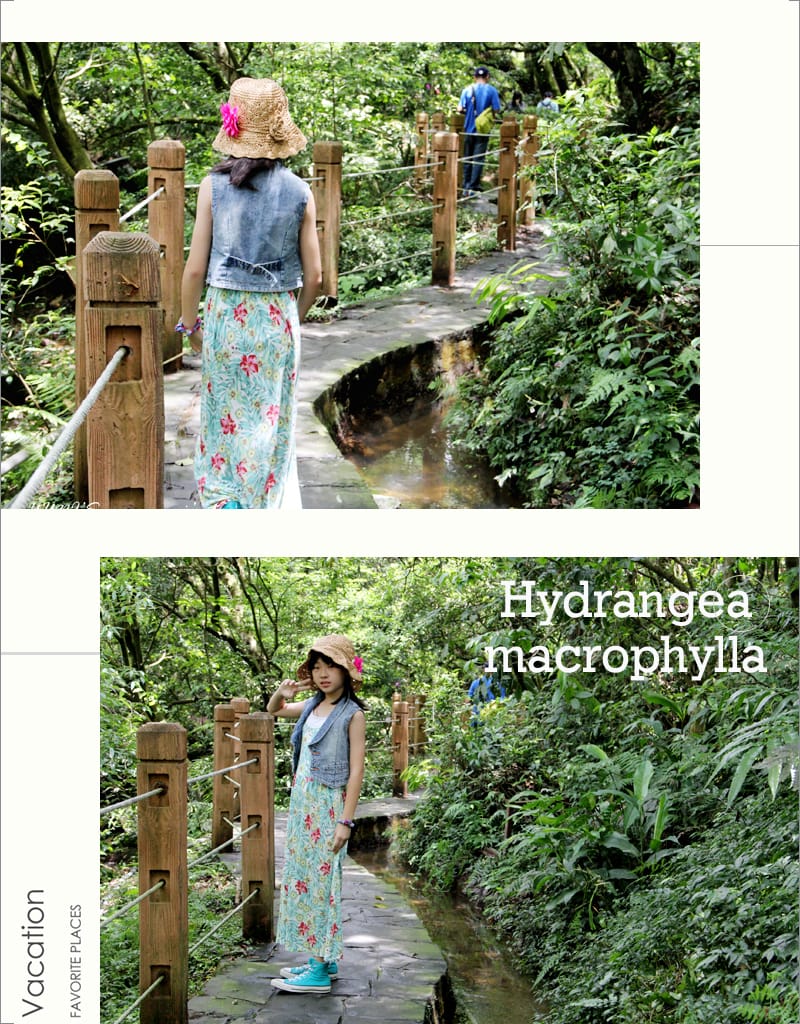 繡球花季:陽明山│水車寮步道 - 第9張圖 繡球花季:陽明山│水車寮步道
