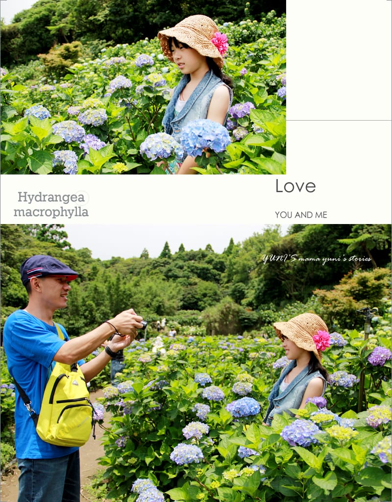 繡球花季:陽明山│水車寮步道 - 第19張圖 繡球花季:陽明山│水車寮步道