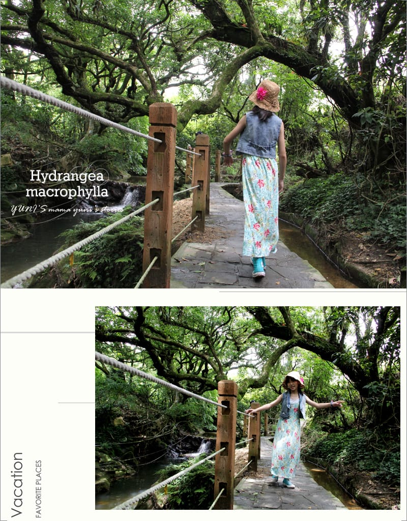 繡球花季:陽明山│水車寮步道 - 第10張圖 繡球花季:陽明山│水車寮步道