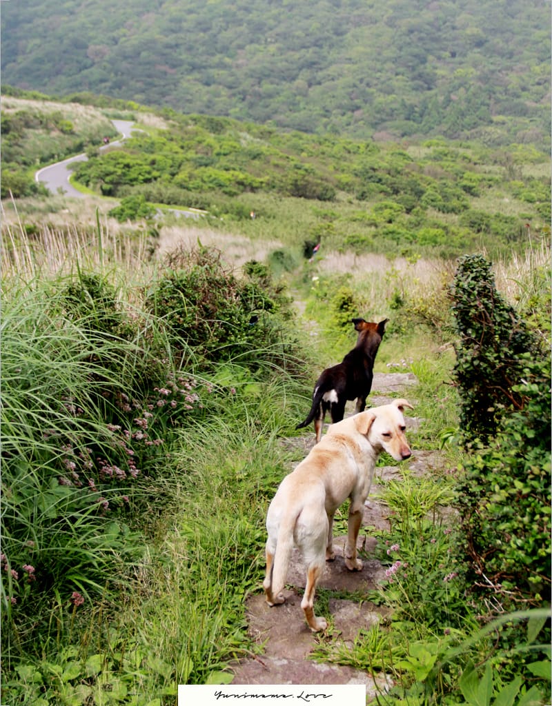 陽明山美麗的步道│大屯山主峰:連峰步道 - 第36張圖 陽明山美麗的步道│大屯山主峰:連峰步道