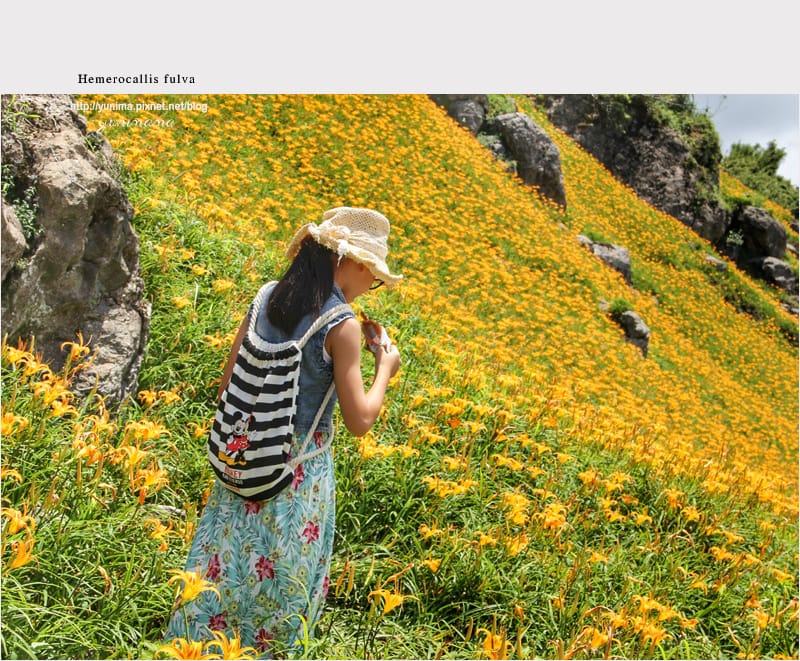花蓮│金黃耀眼的六十石山:::迷人的金針花毯 - 第39張圖 花蓮│金黃耀眼的六十石山:::迷人的金針花毯