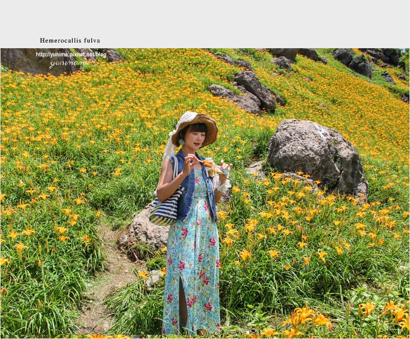 花蓮│金黃耀眼的六十石山:::迷人的金針花毯 - 第41張圖 花蓮│金黃耀眼的六十石山:::迷人的金針花毯