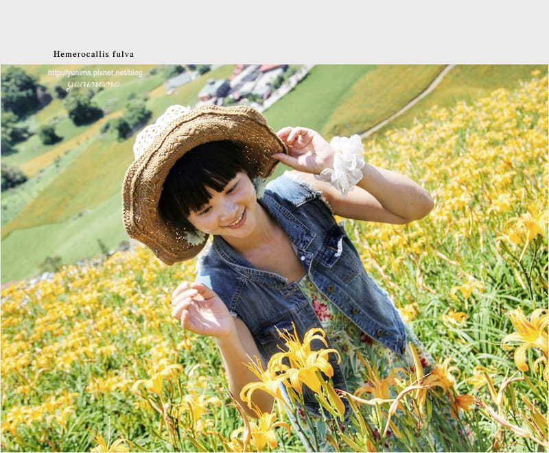 花蓮│金黃耀眼的六十石山:::迷人的金針花毯 - 第20張圖 花蓮│金黃耀眼的六十石山:::迷人的金針花毯