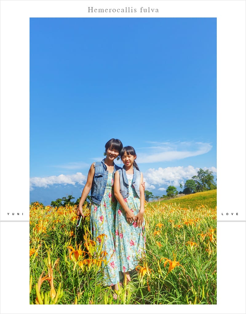 花蓮金針花│赤科山:::擁有美麗如畫的黃金花毯 - 第16張圖 花蓮金針花│赤科山:::擁有美麗如畫的黃金花毯